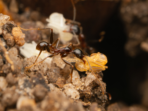 Pheidole impressicepsPheidole impressiceps