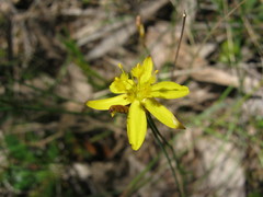 Tricoryne elatior