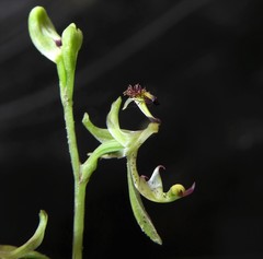 Arthrochilus irritabilis