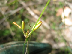 Tricoryne elatior