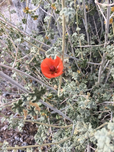 iNaturalist observation photo of apricot globemallow
