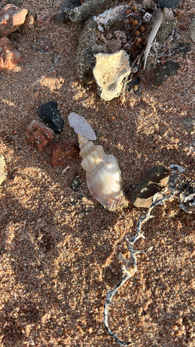 Canarium erythrinum