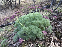 Lomatium columbianum