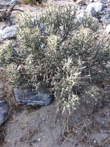 iNaturalist observation photo of Branched Pencil Cholla