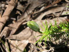 Gompholobium ecostatum