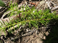 Gompholobium ecostatum