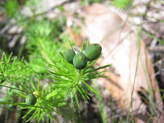Gompholobium ecostatum