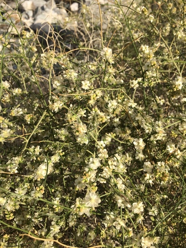 iNaturalist observation photo of Cheesebush