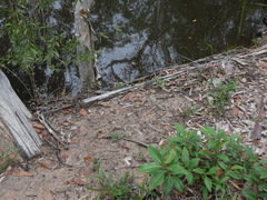 Arthrochilus irritabilis