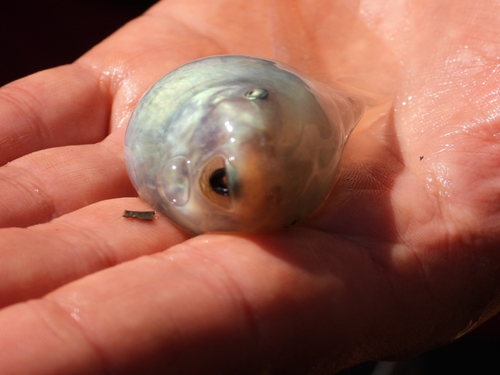 Moroccan Spadefoot, Pelobates varaldii
