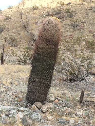 iNaturalist observation photo of California Barrel Cactus