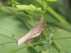 Coptacrinae