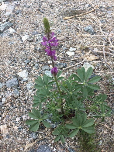 iNaturalist observation photo of Arizona lupine