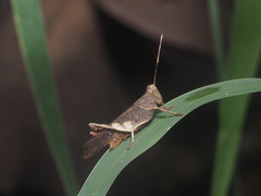 Coptacrinae