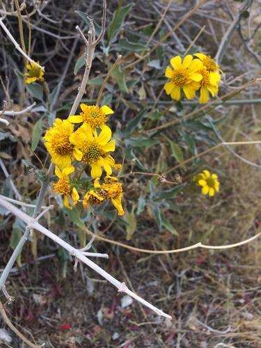 iNaturalist observation photo of Brittlebush
