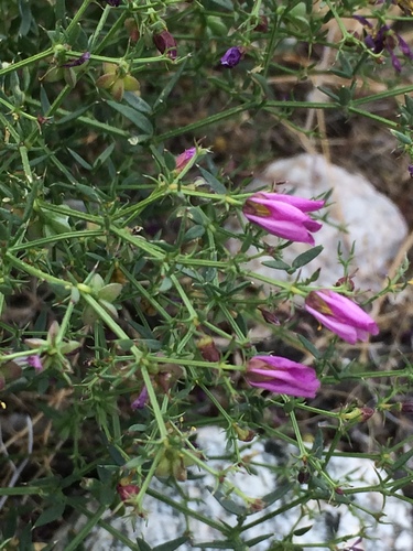 iNaturalist observation photo of California fagonbush