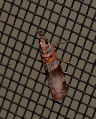 Calguia defiguralis