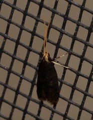 Lecithocera terrigena