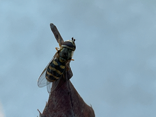 Unknown species found near Utah, US