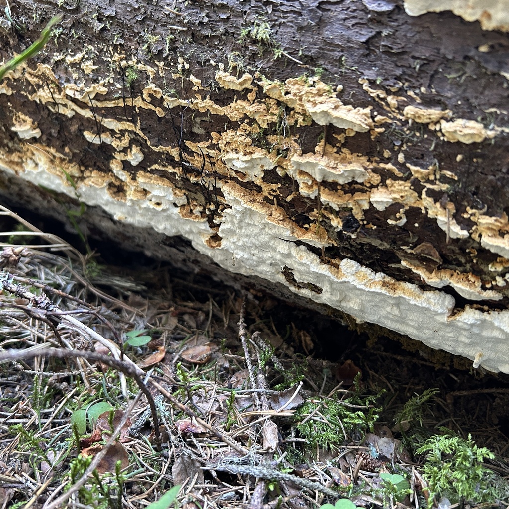 Fomitopsis serialis · March 2026 · photo: © artot_t_maatta (iNaturalist, cc0)