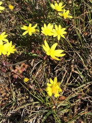 Crocidium multicaule