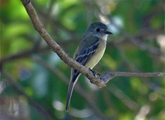 Empidonax albigularis