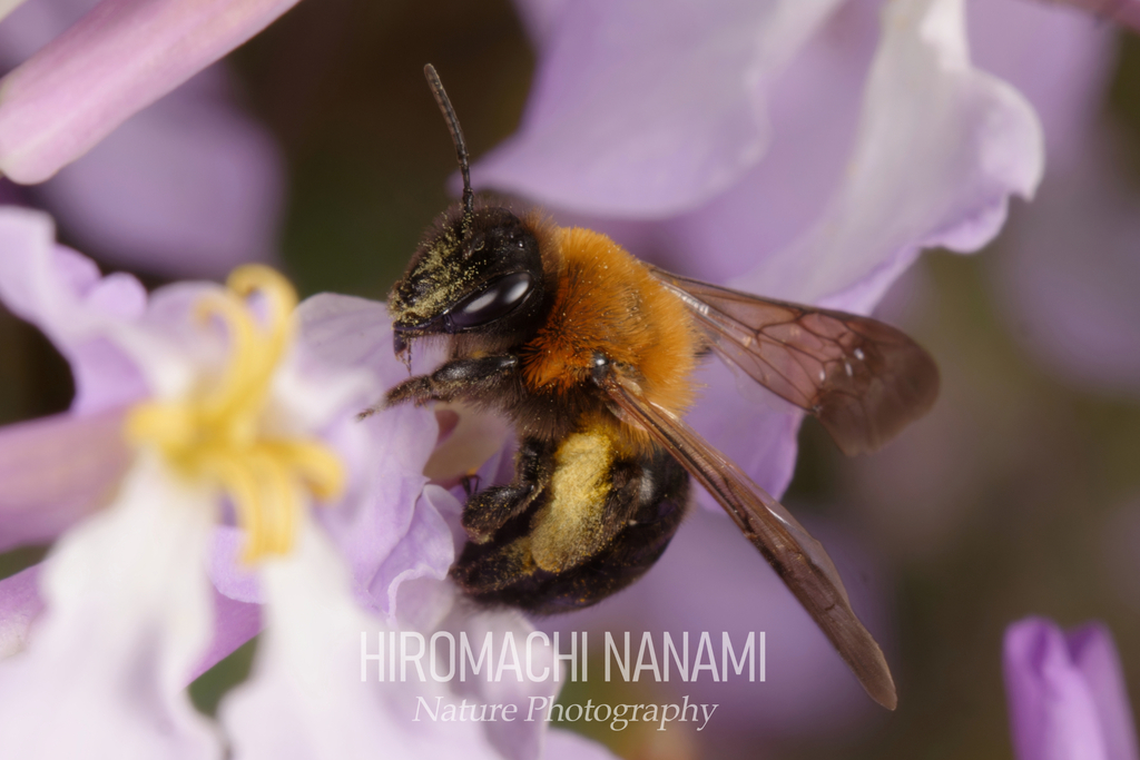 Cliff Mining Bee