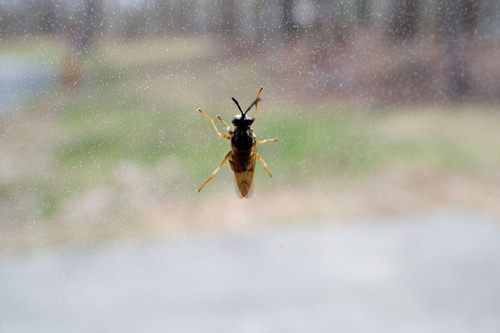 Unknown species found near Merchants Millpond, Gatesville, NC, US