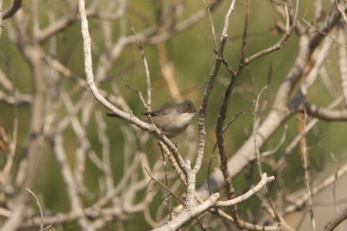 Avistamiento Curruca cabecinegra