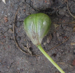 Ornithogalum flexuosum