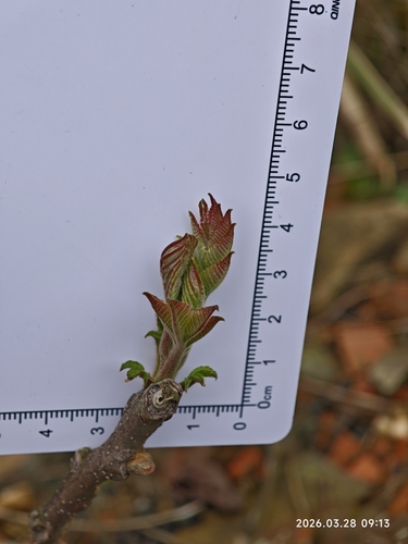 Toxicodendron sylvestre iNat (3)