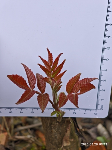 Toxicodendron sylvestre, photograph 2