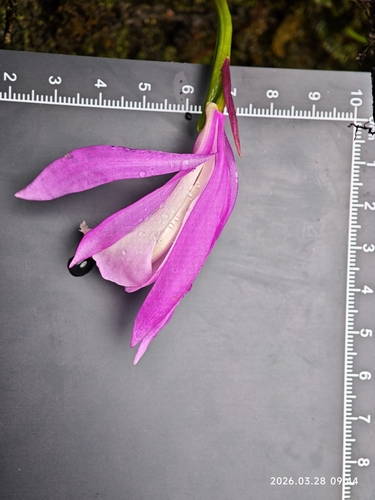Pleione formosana, photograph 5
