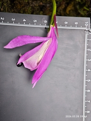 Pleione formosana, photograph author not stated, no rights reserved