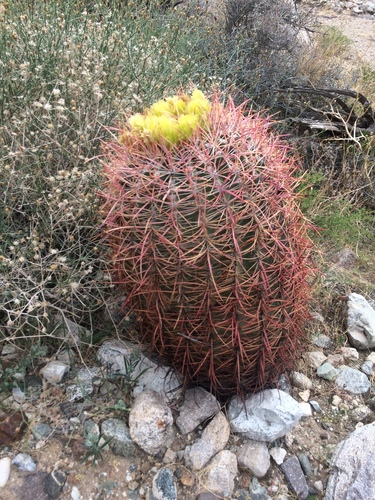iNaturalist observation photo of California Barrel Cactus