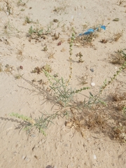 Reseda muricata