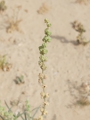Reseda muricata