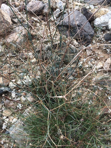 iNaturalist observation photo of Desert Trumpet