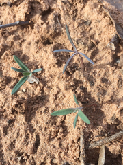 Chenopodium leptophyllum