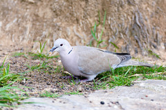 Streptopelia decaocto