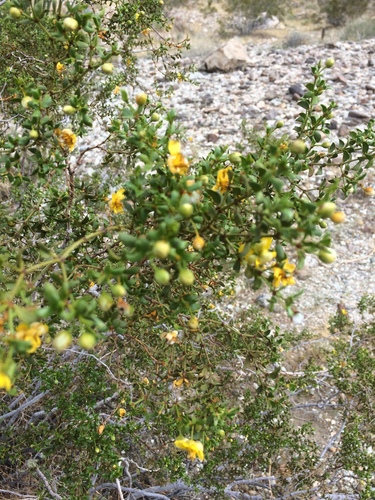 iNaturalist observation photo of Creosote Bush