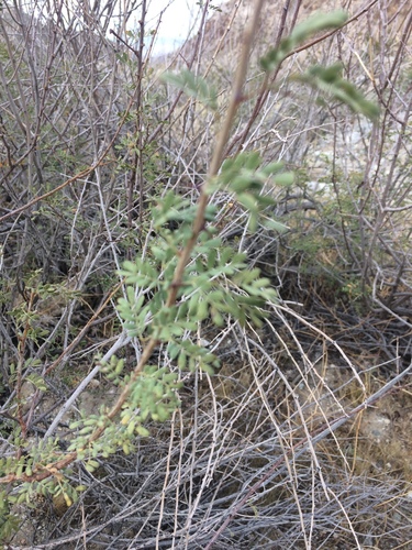 iNaturalist observation photo of Catclaw Acacia