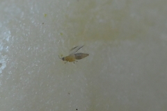 Thrips tabaci