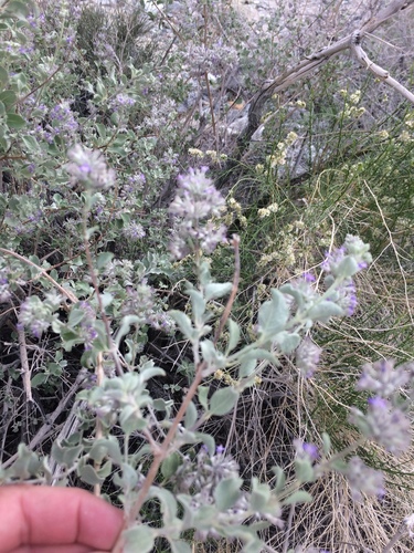iNaturalist observation photo of desert lavender