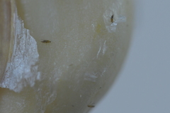 Thrips tabaci