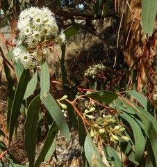 Eucalyptus fasciculosa