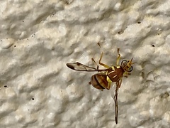 Zeugodacus cucurbitae