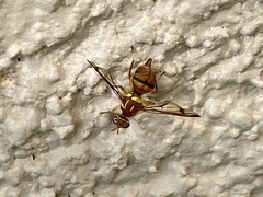 Zeugodacus cucurbitae