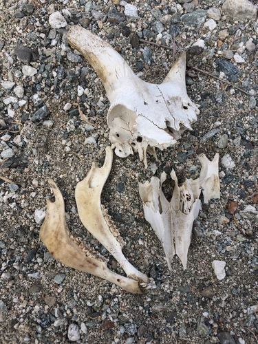 iNaturalist observation photo of Desert Bighorn Sheep