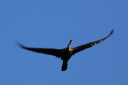 iNaturalist: (c) Gerhard Lemmer, some rights reserved (CC BY-NC), uploaded by Gerhard Lemmer iNaturalist image